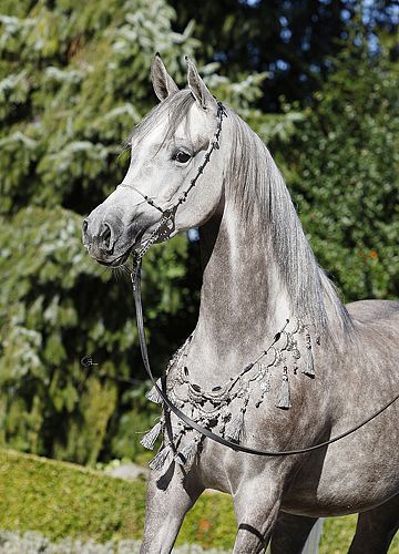 Nevana